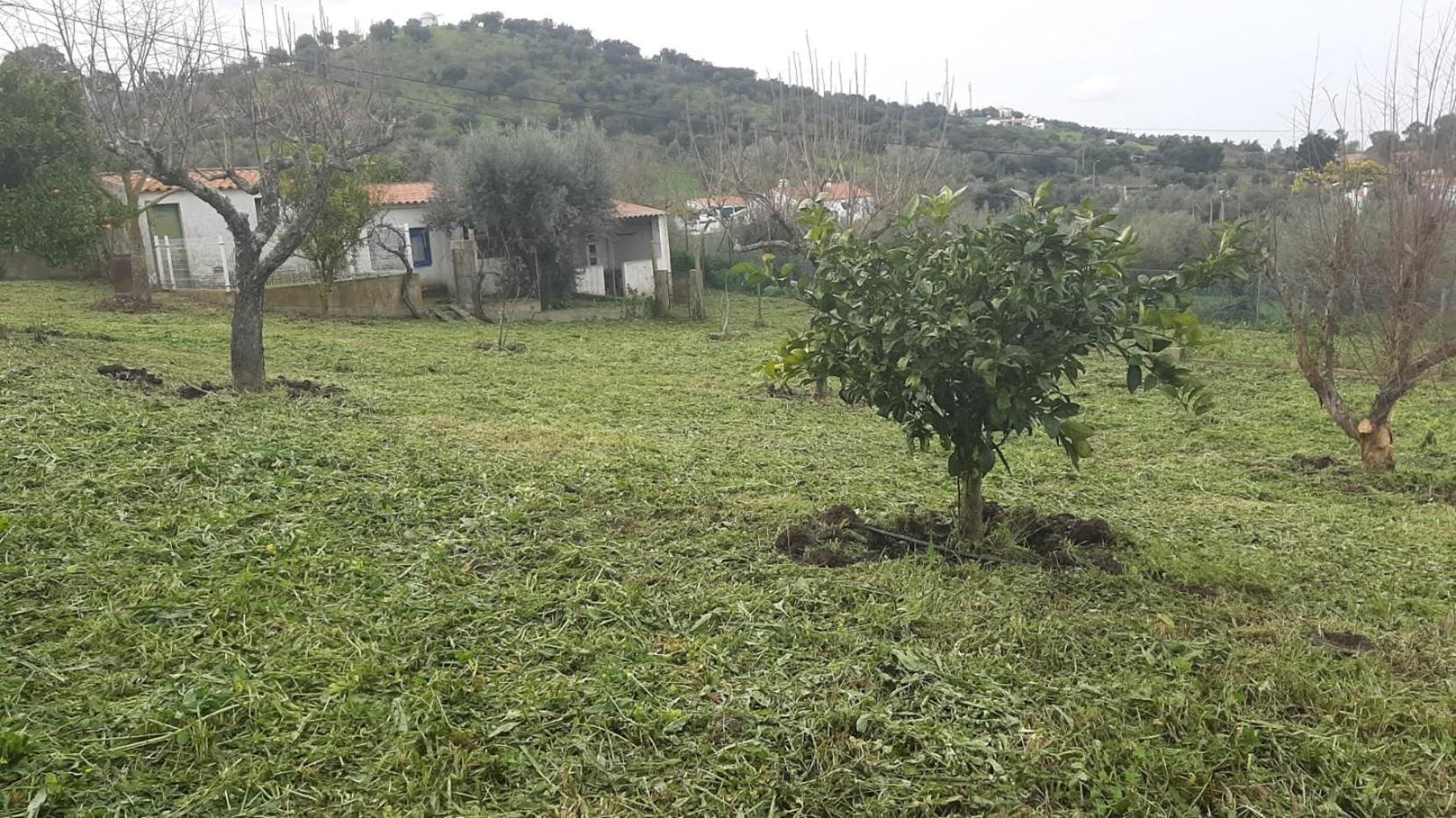 Casa Das 3 Palmeiras Arraiolos Εξωτερικό φωτογραφία
